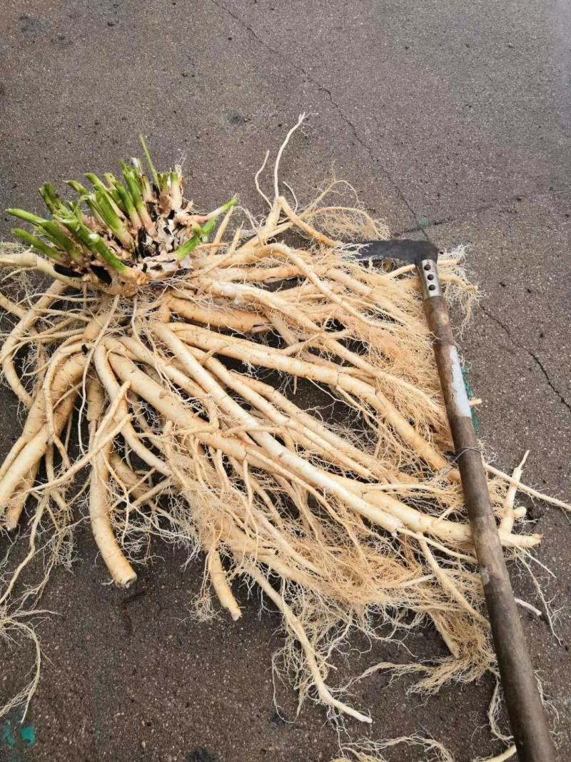 东北药都白鲜皮一年二年苗干品