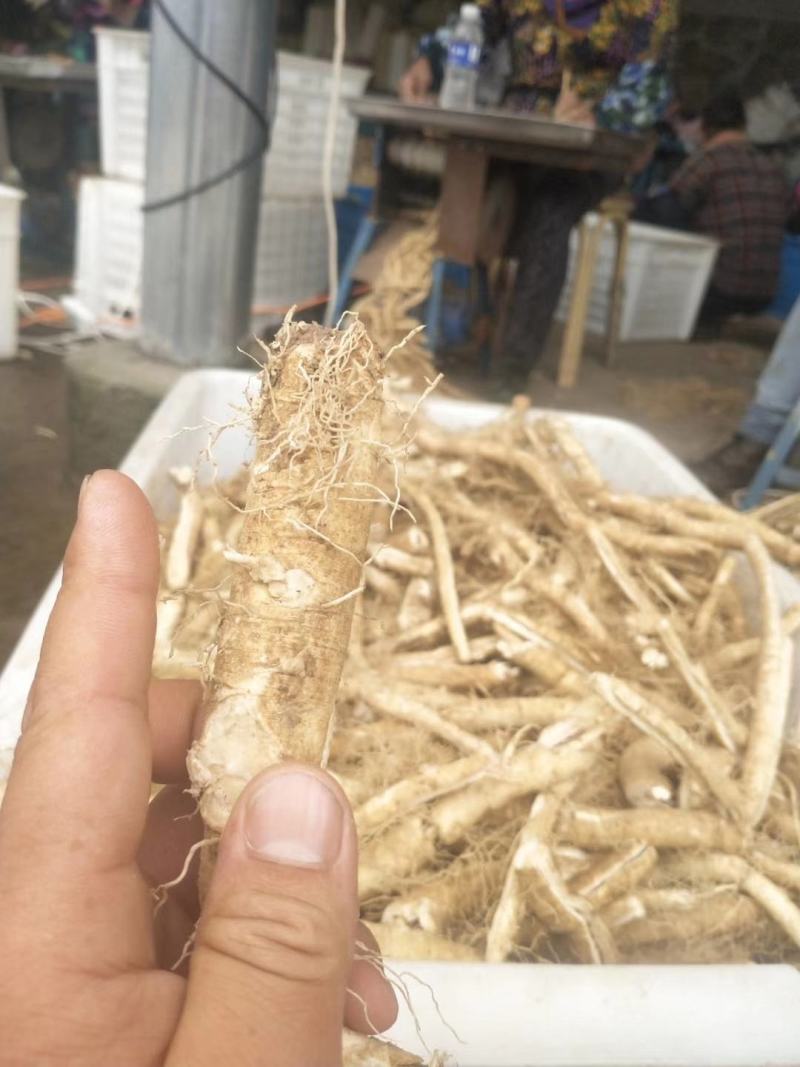东北药都白鲜皮一年二年苗干品
