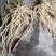 东北药都白鲜皮一年二年苗干品