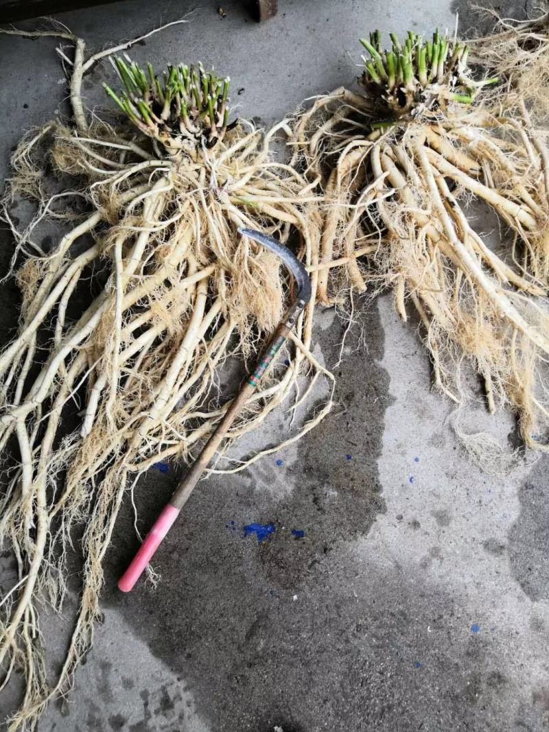 东北药都白鲜皮一年二年苗干品