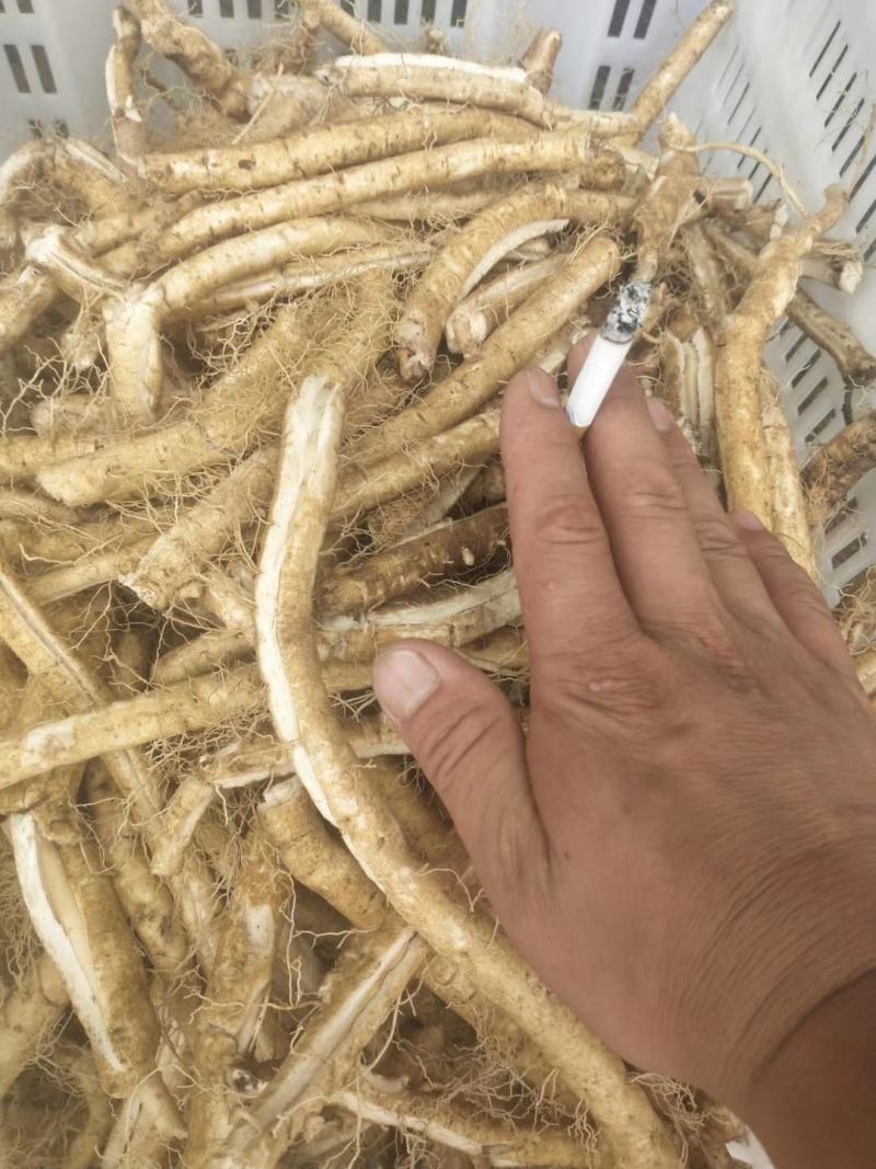 东北药都白鲜皮一年二年苗干品
