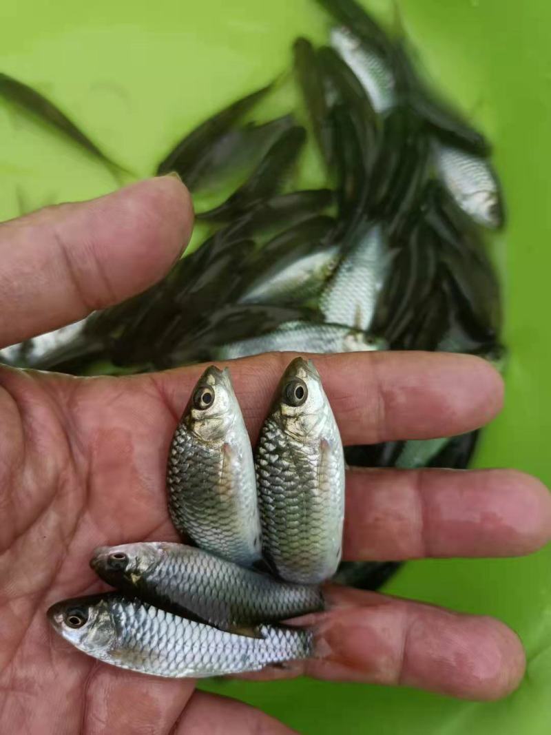 青竹鱼苗，青竹鲤，大量供应欢迎各位养殖户订购？