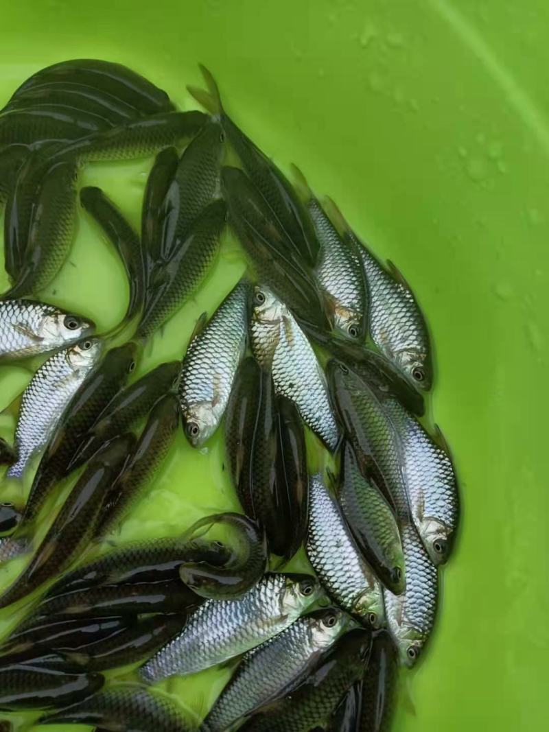 青竹鱼苗，青竹鲤，大量供应欢迎各位养殖户订购？