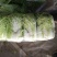 河南焦作大白菜大量上市