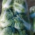 河南焦作大白菜大量上市