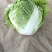 河南焦作大白菜大量上市