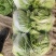 河南焦作大白菜大量上市