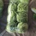 河南焦作大白菜大量上市