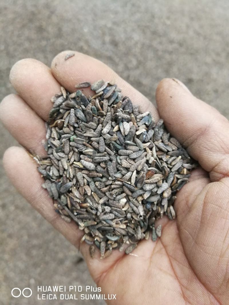 牛蒡种子产地供货技术支持欢迎您选购