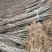 黄柏苗川黄柏苗各种规格基地直销价格优惠