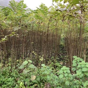 黄柏苗川黄柏苗各种规格基地直销价格优惠
