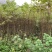 黄柏苗川黄柏苗各种规格基地直销价格优惠