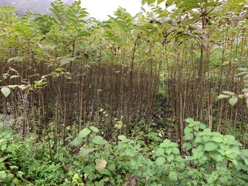 黄柏苗川黄柏苗各种规格基地直销价格优惠