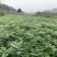 黄柏苗川黄柏苗各种规格基地直销价格优惠