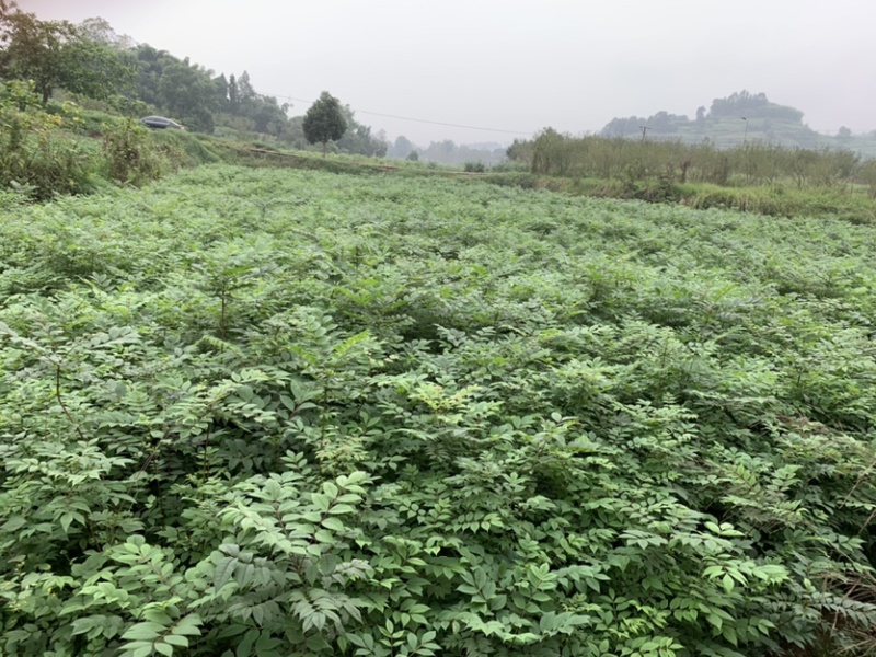 黄柏苗川黄柏苗各种规格基地直销价格优惠