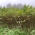 黄柏苗川黄柏苗各种规格基地直销价格优惠