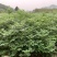 黄柏苗川黄柏苗各种规格基地直销价格优惠