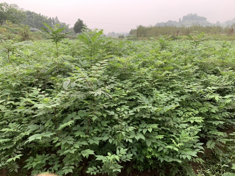黄柏苗川黄柏苗各种规格基地直销价格优惠