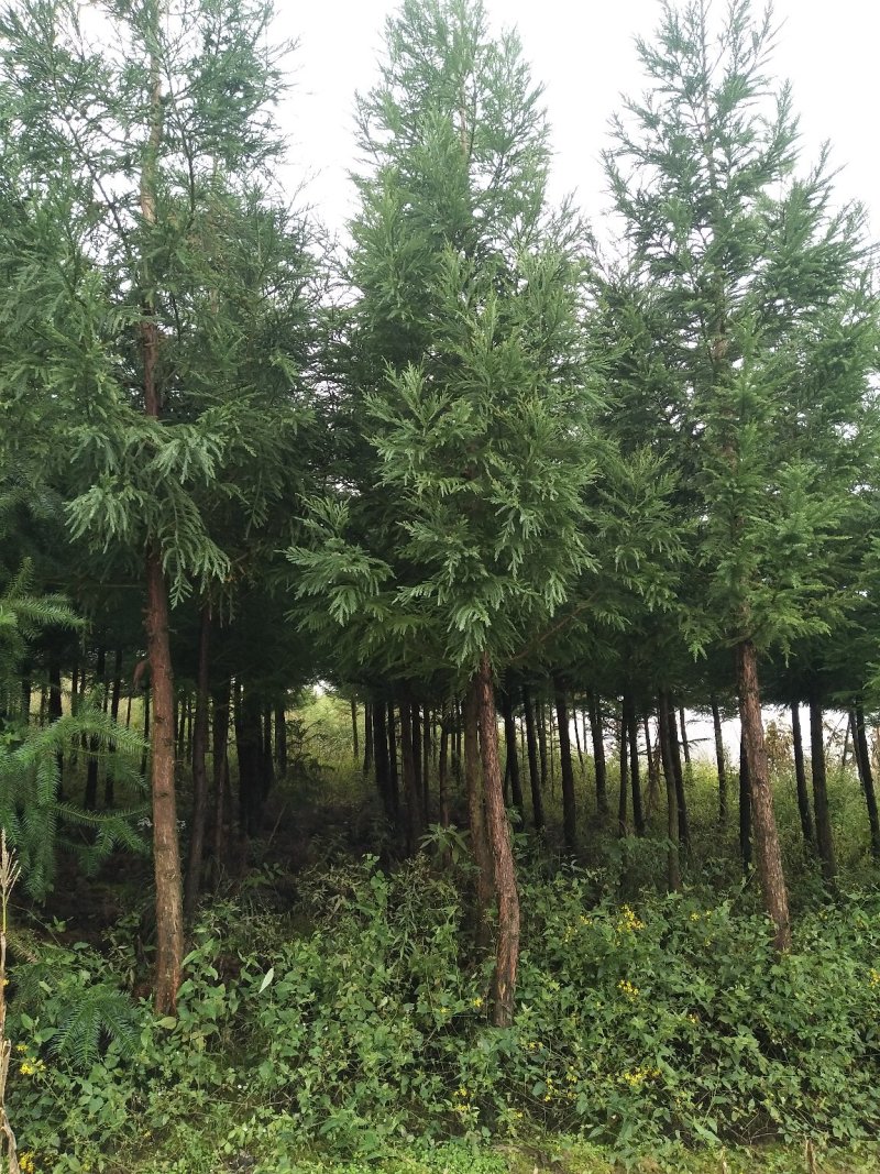 柳杉，四季常绿，用于各种绿化苗木