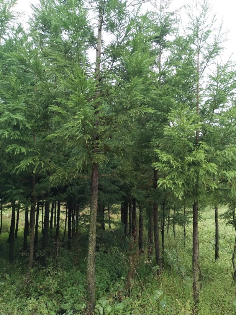 柳杉，四季常绿，用于各种绿化苗木