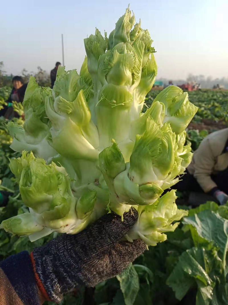 儿菜产地供应！货源充足，交通方便。质量有保障。全国代发。