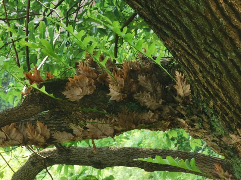 骨碎补大货，大量批发鲜货干货包含量崖壁多年生长