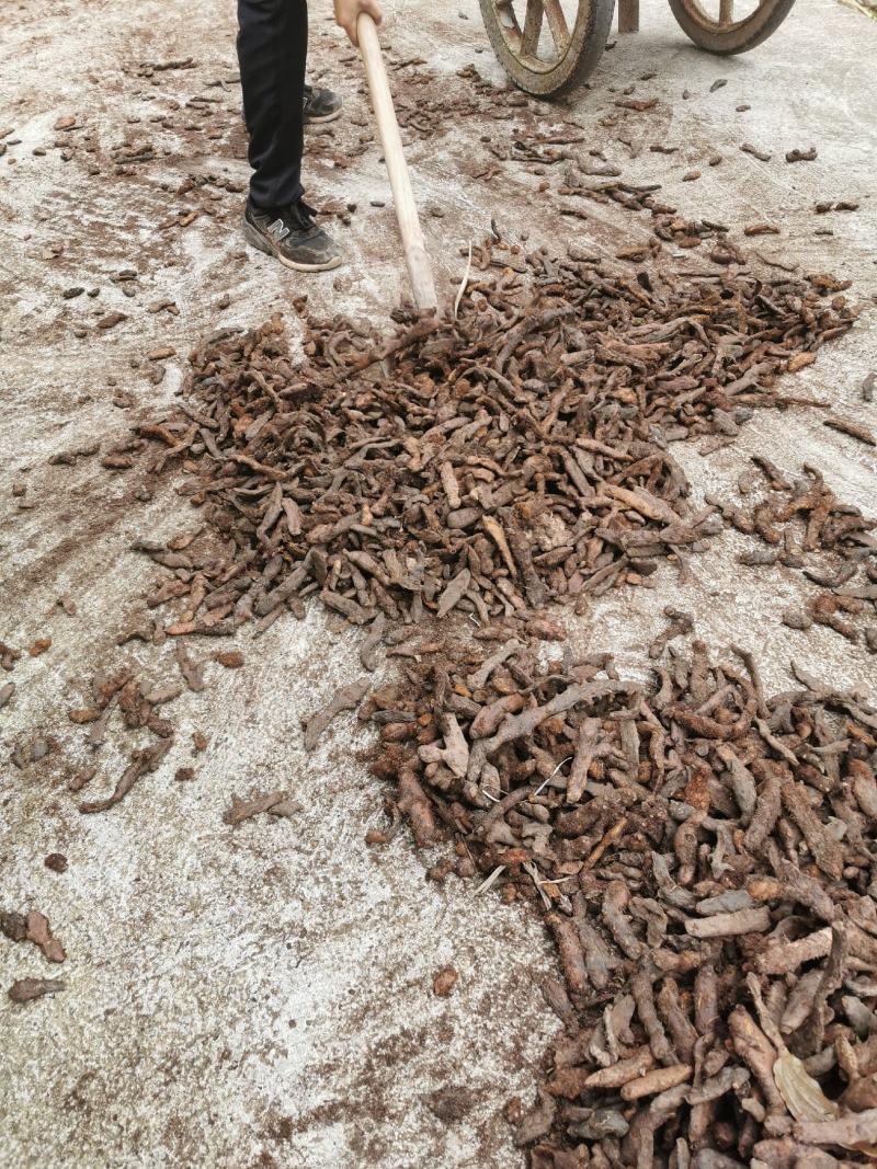 骨碎补大货，大量批发鲜货干货包含量崖壁多年生长