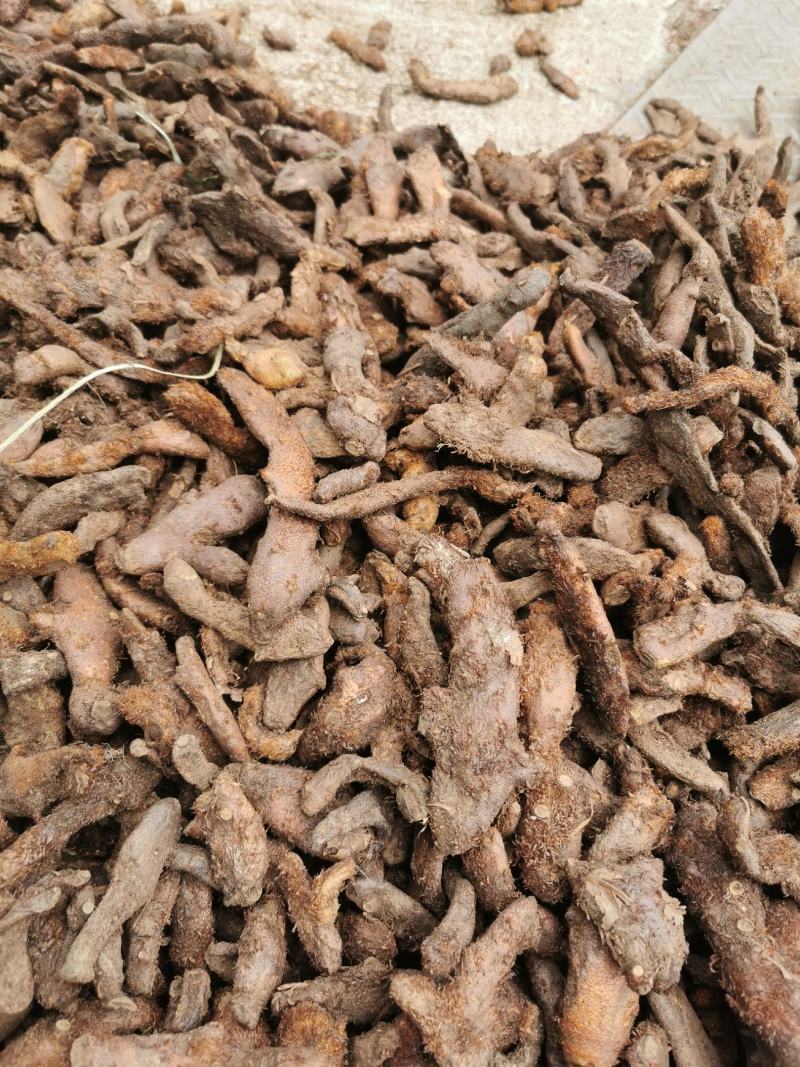 骨碎补大货，大量批发鲜货干货包含量崖壁多年生长