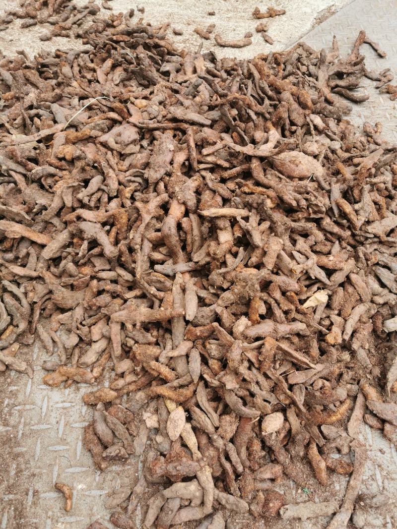 骨碎补大货，大量批发鲜货干货包含量崖壁多年生长