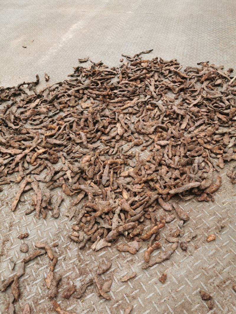 骨碎补大货，大量批发鲜货干货包含量崖壁多年生长