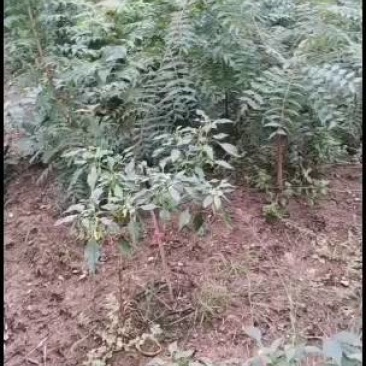 黄莲木小苗