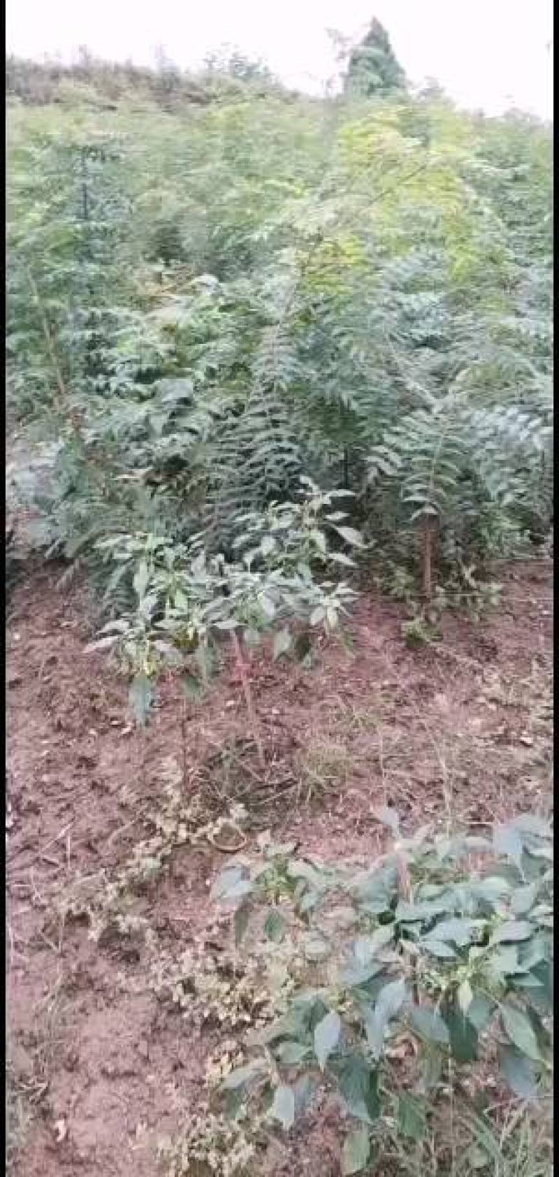 黄莲木小苗