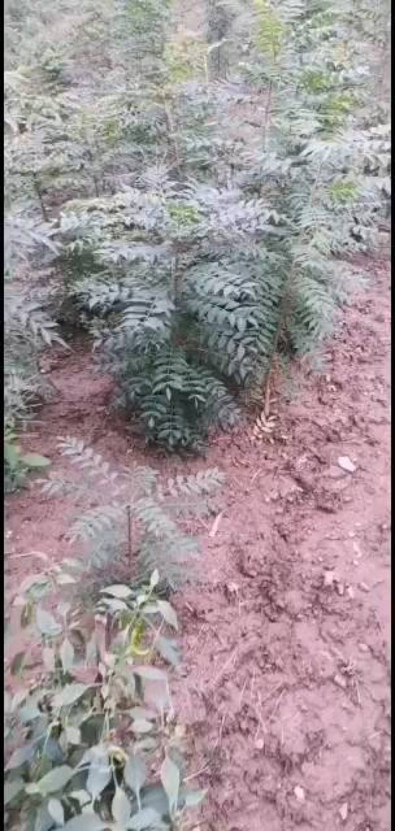 黄莲木小苗