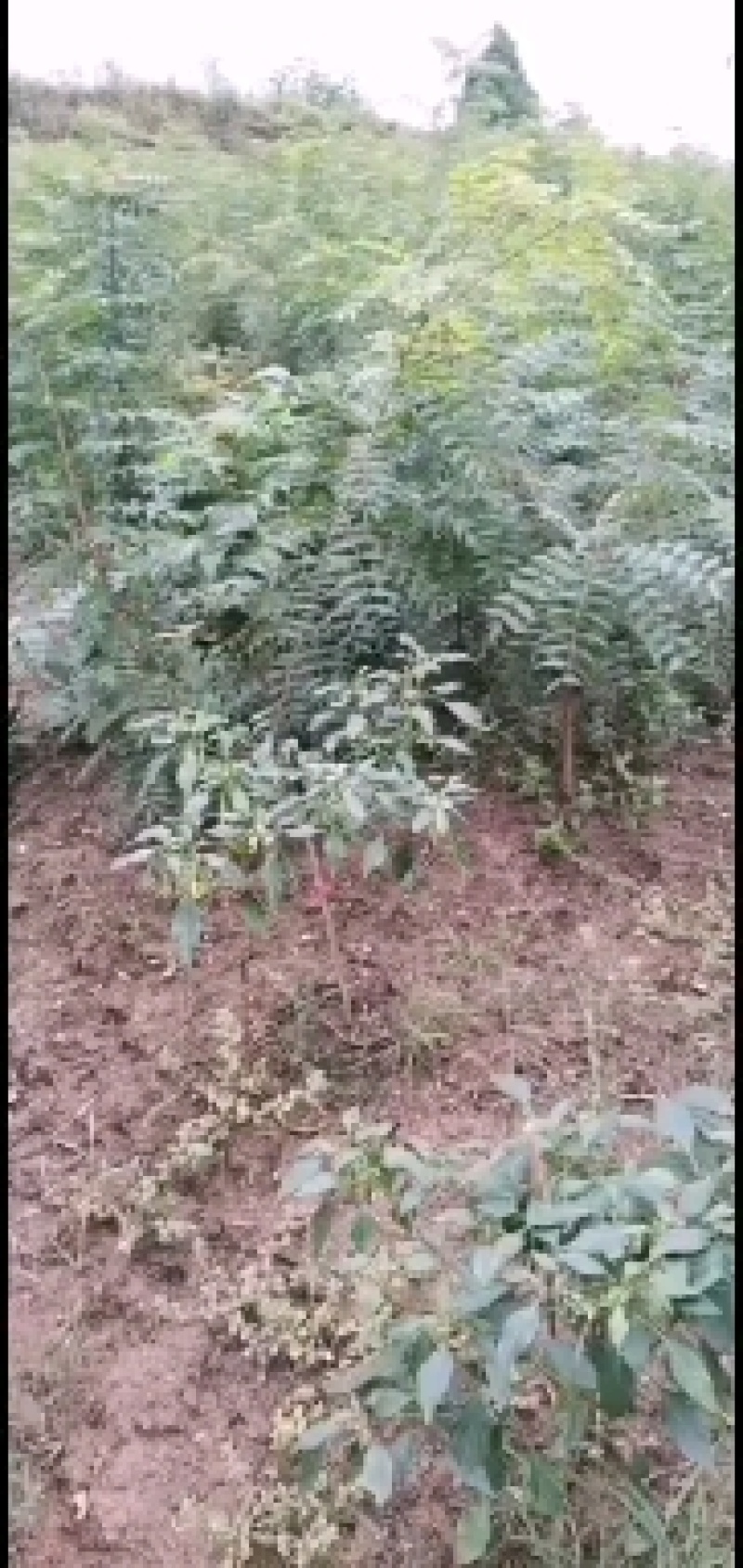 黄莲木小苗