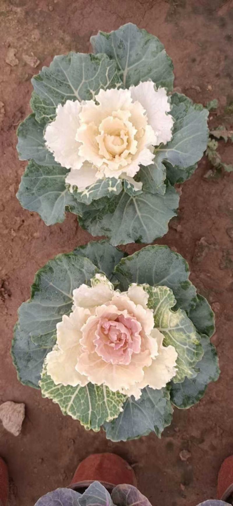 羽衣甘蓝，耐寒花卉，甘蓝，山东羽衣甘蓝，羽衣甘蓝基地