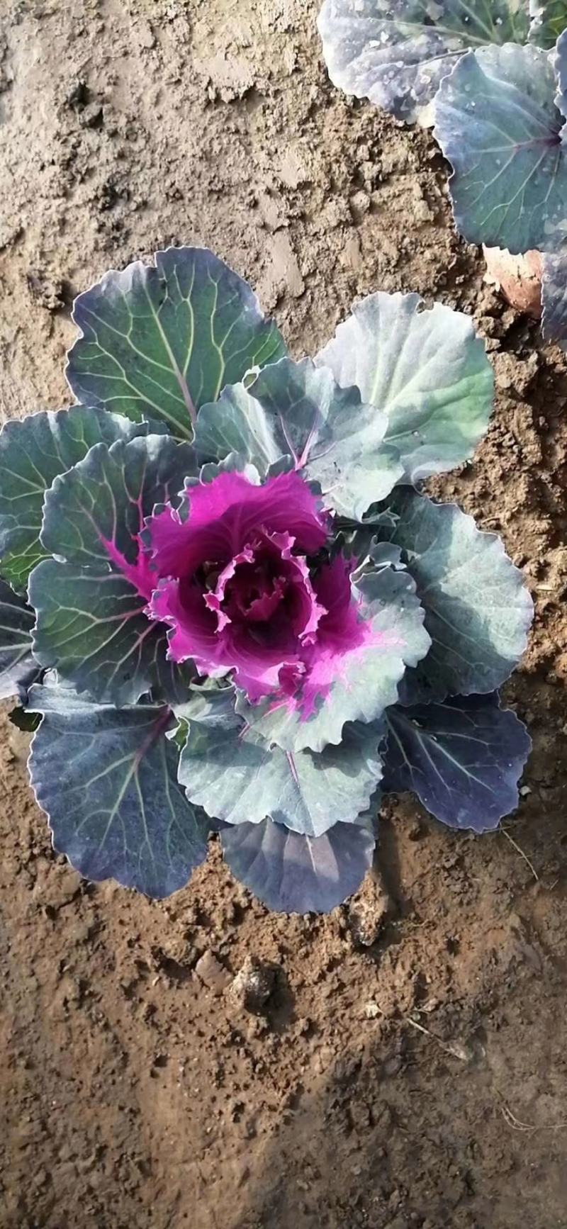 羽衣甘蓝，耐寒花卉，甘蓝，山东羽衣甘蓝，羽衣甘蓝基地