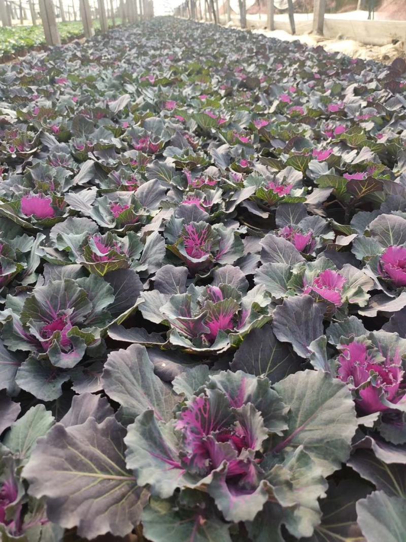 羽衣甘蓝，耐寒花卉，甘蓝，山东羽衣甘蓝，羽衣甘蓝基地