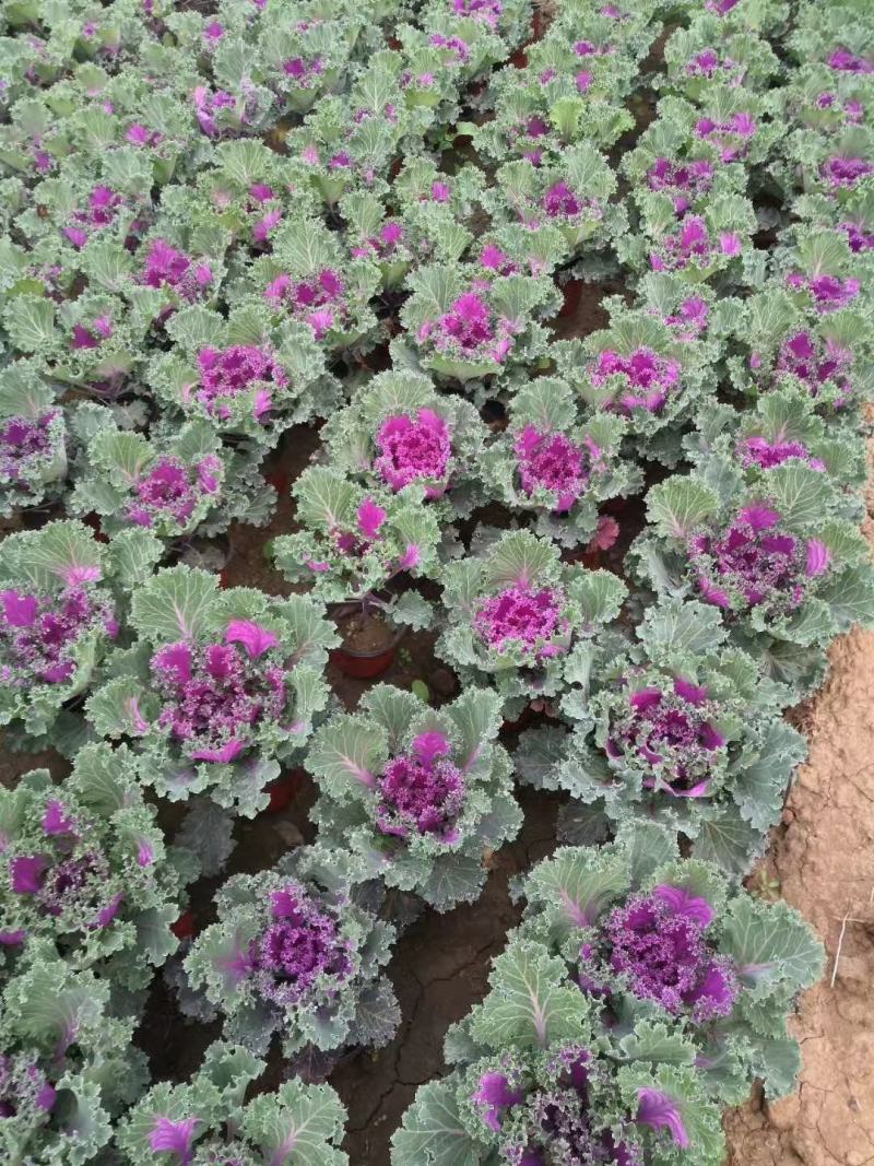 羽衣甘蓝，耐寒花卉，甘蓝，山东羽衣甘蓝，羽衣甘蓝基地