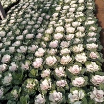 羽衣甘蓝，耐寒花卉，甘蓝，山东羽衣甘蓝，羽衣甘蓝基地
