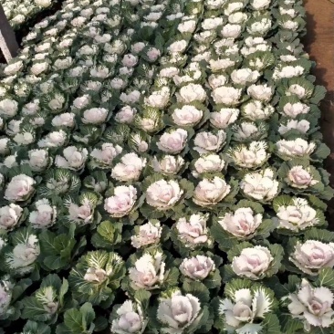 羽衣甘蓝,耐寒花卉,甘蓝,山东羽衣甘蓝,羽衣甘蓝基地