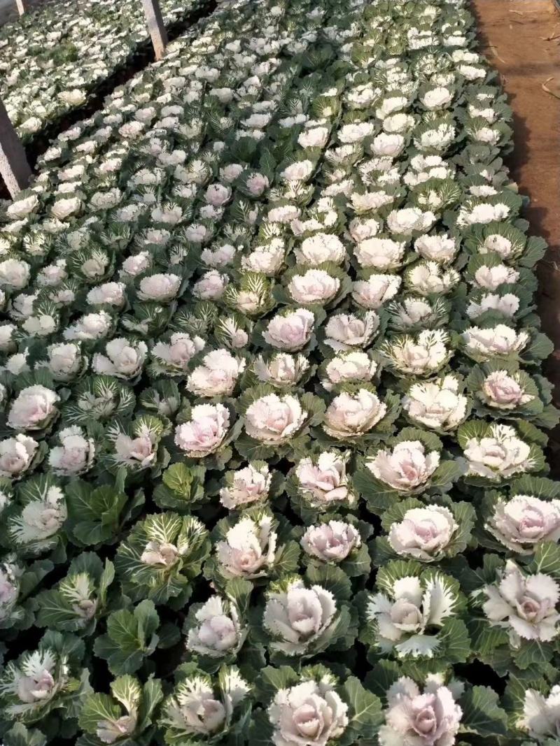 羽衣甘蓝，耐寒花卉，甘蓝，山东羽衣甘蓝，羽衣甘蓝基地