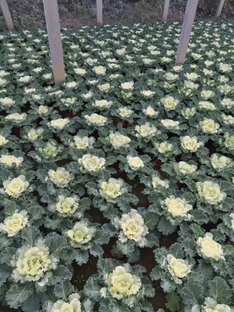 羽衣甘蓝，耐寒花卉，甘蓝，山东羽衣甘蓝，羽衣甘蓝基地