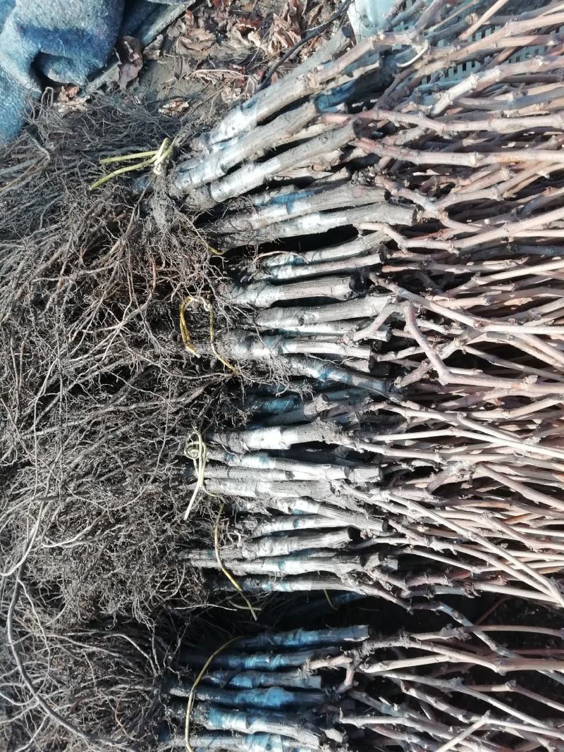 酿酒葡萄苗，鲜食葡萄苗。北冰红，维代尔，双优，双红，28