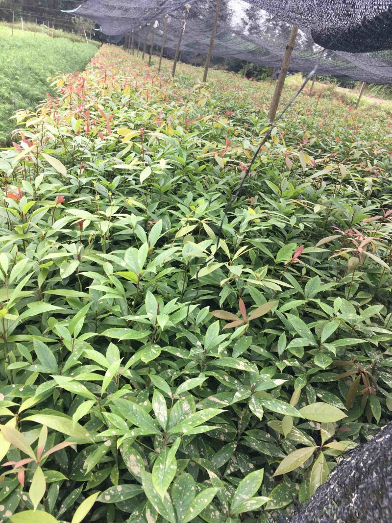 大叶桢楠，金丝楠木，1年苗