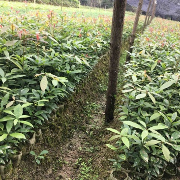 大叶桢楠，金丝楠木，1年苗