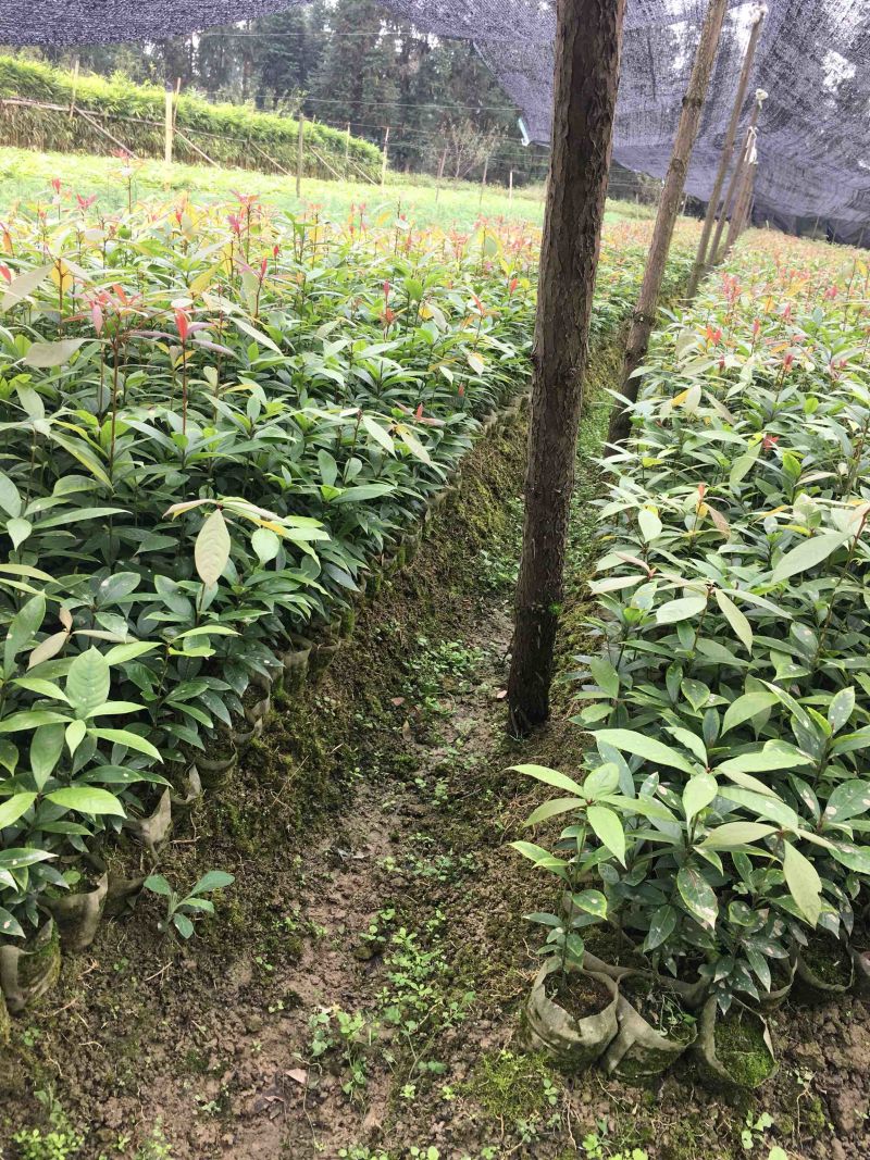 大叶桢楠，金丝楠木，1年苗