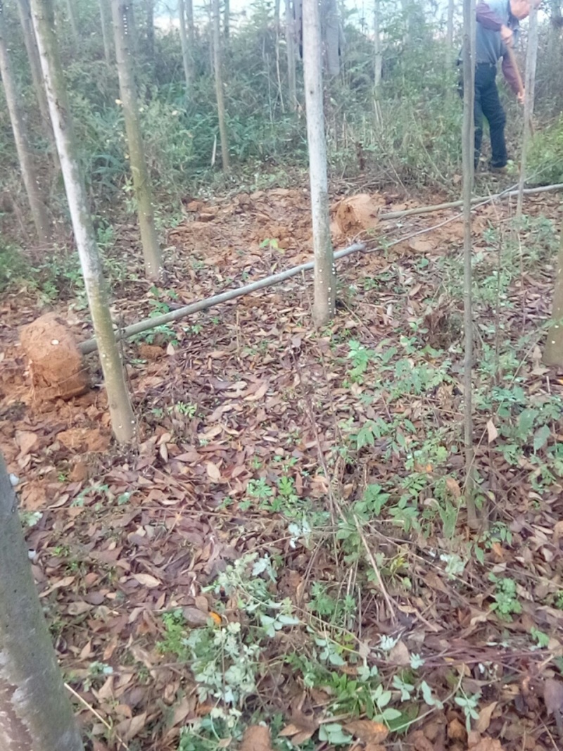 大量出售摇钱树10公分以上