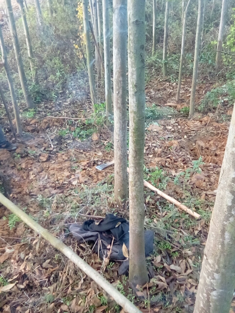 大量出售摇钱树10公分以上