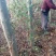 大量出售摇钱树10公分以上