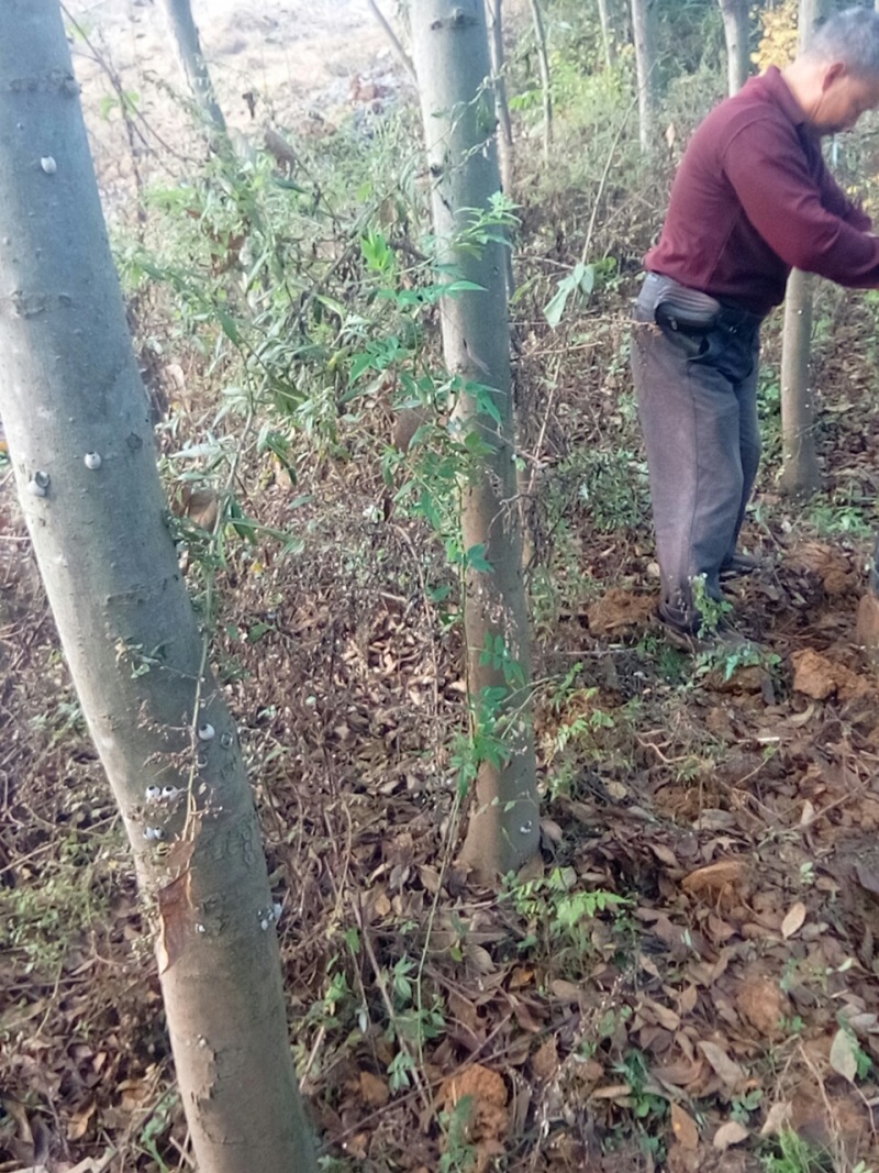 大量出售摇钱树10公分以上